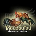 ไก่ชนออนไลน์2022 ใช้งานง่าย ระบบเว็บมีความสะดวก รวดเร็ว และปลอดภัย เชื่อถือได้
